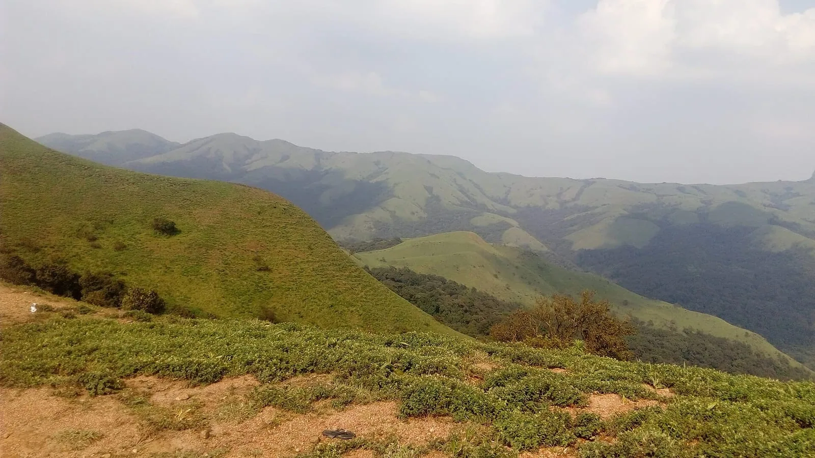 Coorg coffee estates